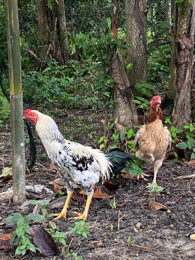 Kebun Lisdtari Farmstay アイル・ハンガッ エクステリア 写真